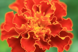 Marigold